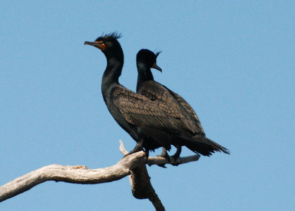 Double-crested Cormorants