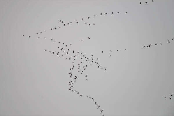 Double-crested Cormorants