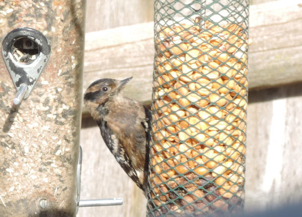 Downy (Browny) Woodpecker