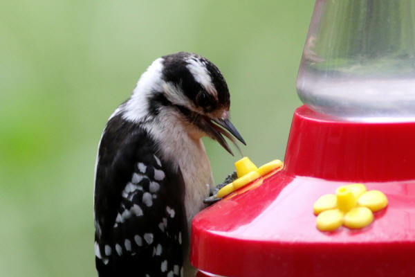 Downy Woodpecker