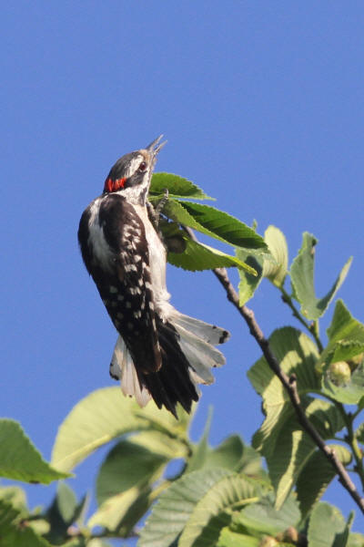 Downy Woodpecker