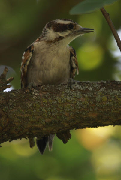 Downy Woodpecker