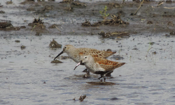 Dunlin