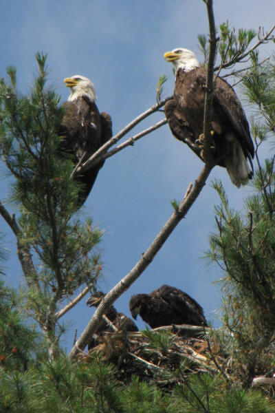 Mooseheart's Bald Eagle family