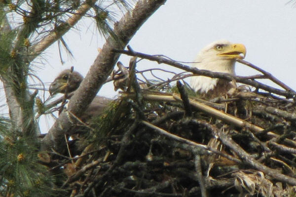Bald Eagle and eaglet
