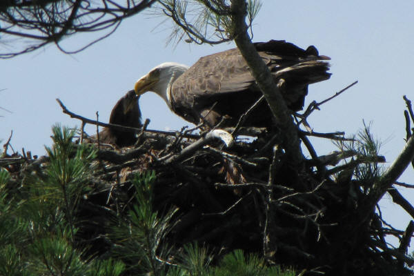 Eagle and eaglet