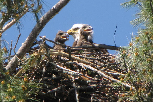 Bald Eagle and eaglets