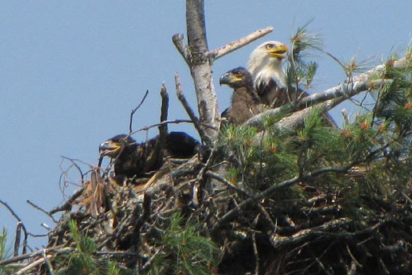 Bald Eagle and eaglets