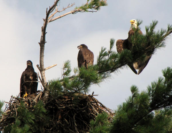 Mooseheart Bald Eagles