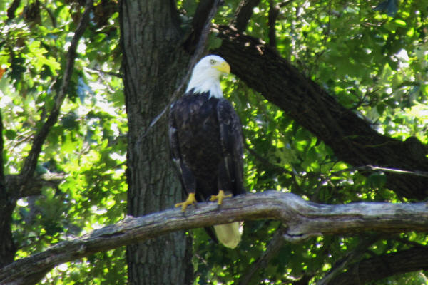 Mooseheart Bald Eagle