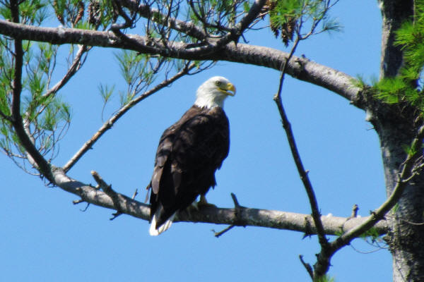 Mooseheart Bald Eagle