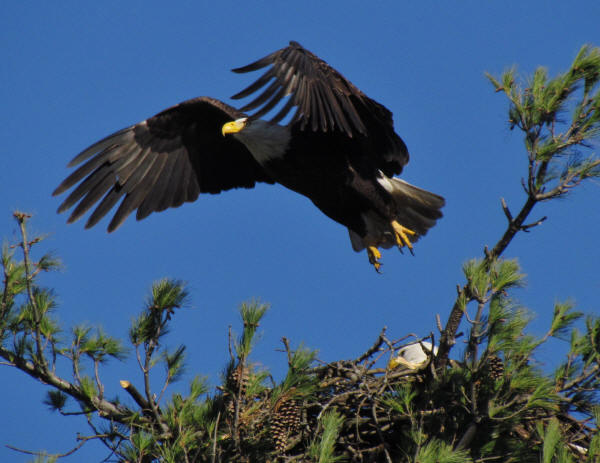 Bald Eagles