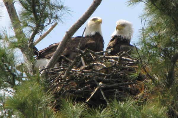 Bald Eagles