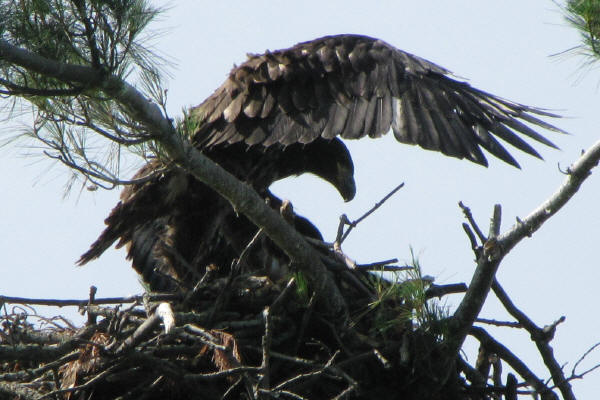 Mooseheart eaglet