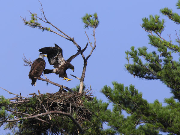 Eaglet flight training