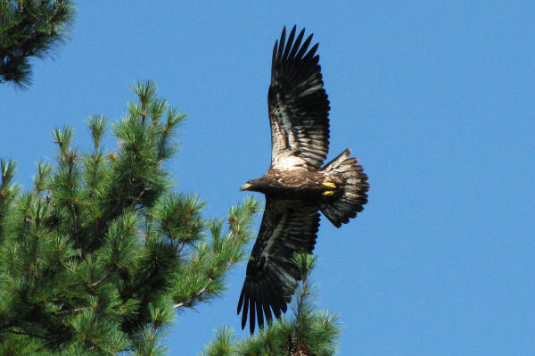 Eaglet in flight