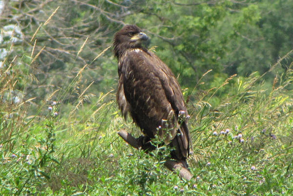 First Mooseheart eaglet out of nest