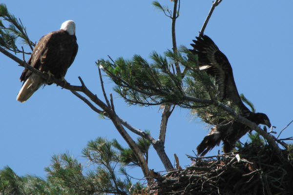 Eaglet stretching its wings