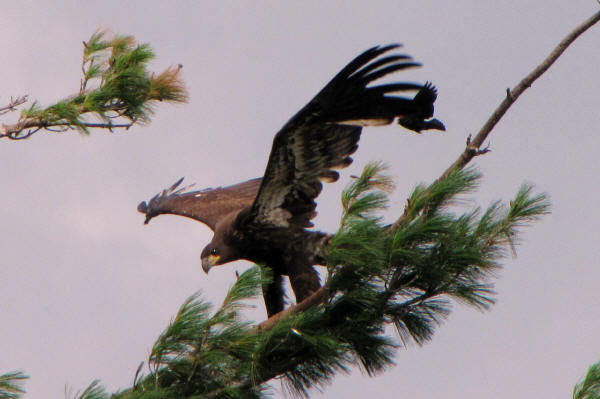 Mooseheart eaglet