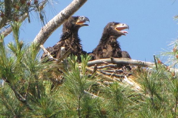 Mooseheart Eaglets