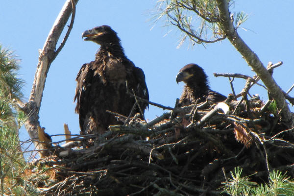 Eaglets