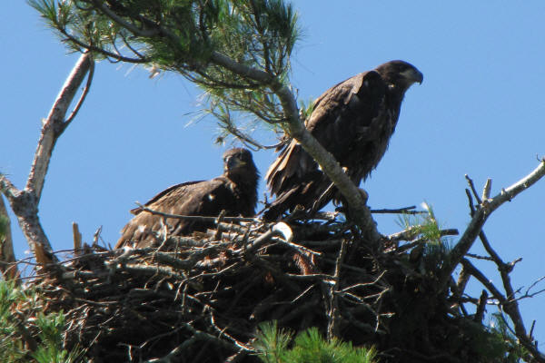 Eaglets at Mooseheart