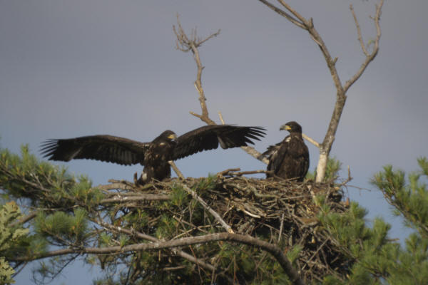 Mooseheart eaglets