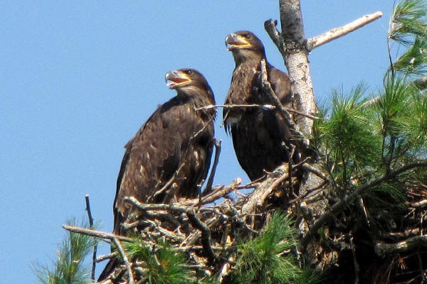 Mooseheart eaglets