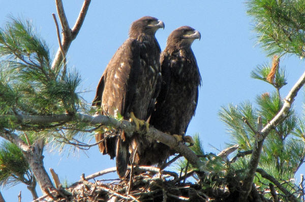 Mooseheart eaglets reunited