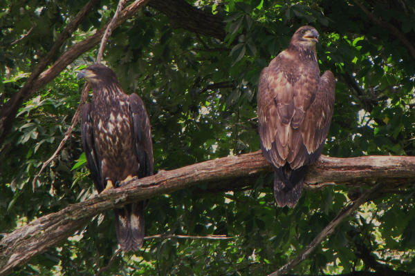 Mooseheart eaglets