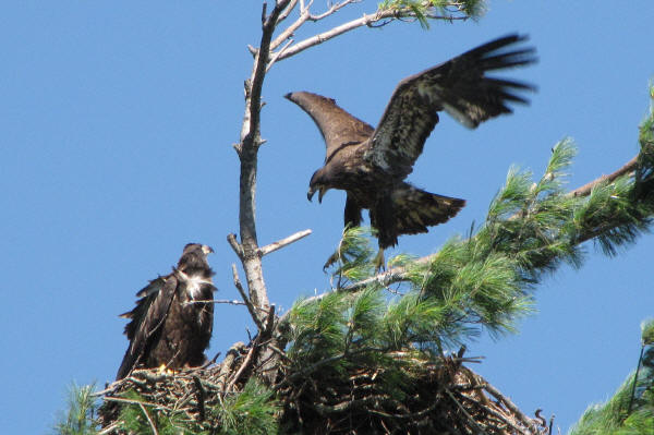 Mooseheart's eaglets