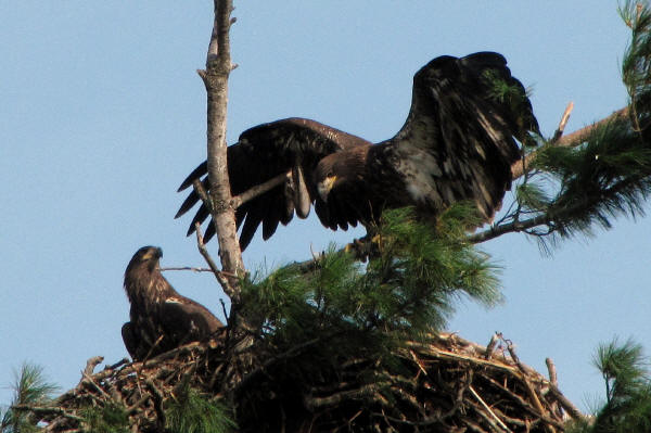 Mooseheart eaglets