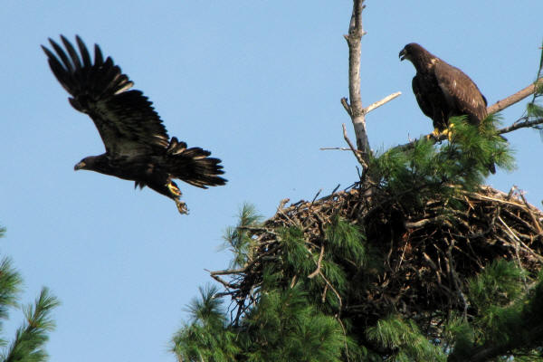 Mooseheart eaglets