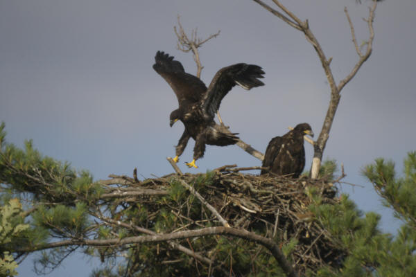 Mooseheart eaglets practicing for first flight