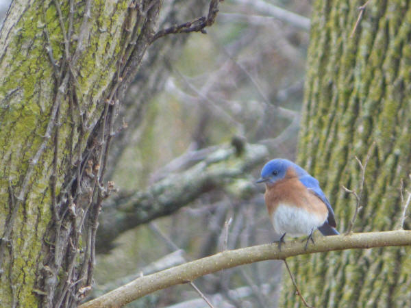 Eastern Bluebird