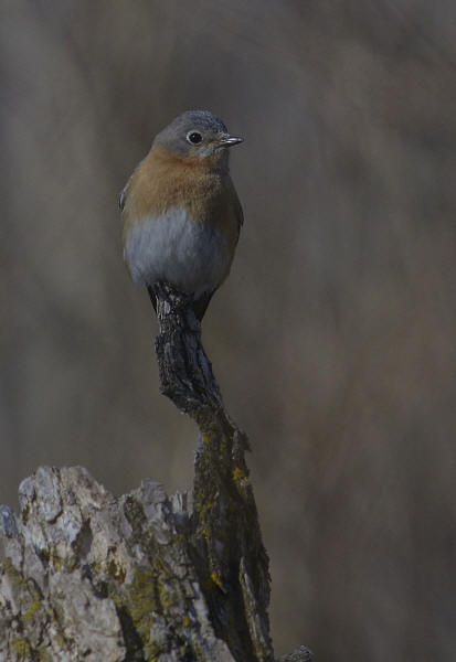 Eastern Bluebird