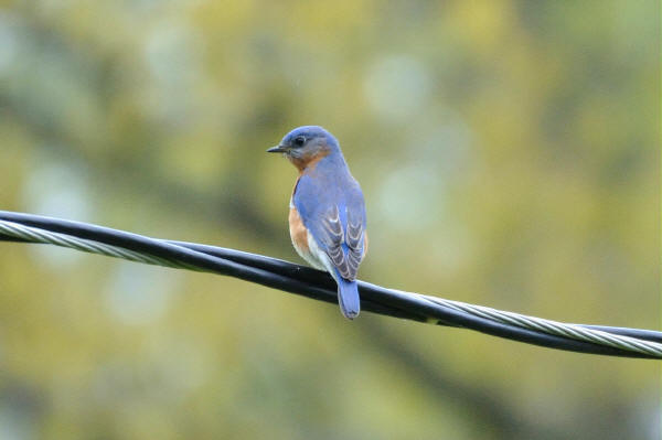 Eastern Bluebird