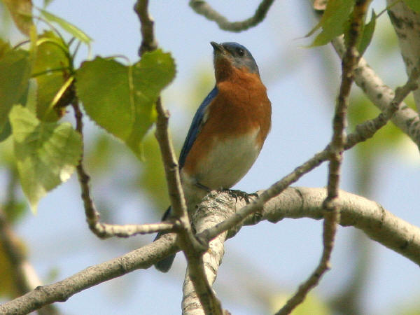 Eastern Bluebird