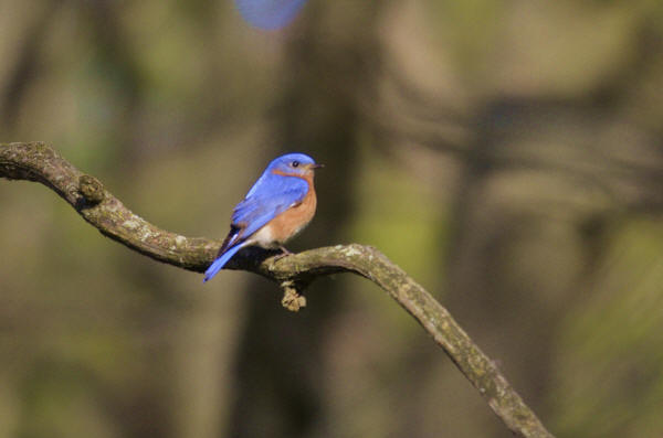 Eastern Bluebird