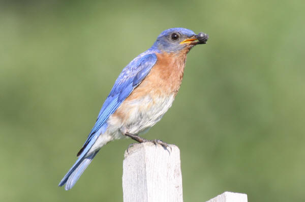 Eastern Bluebird