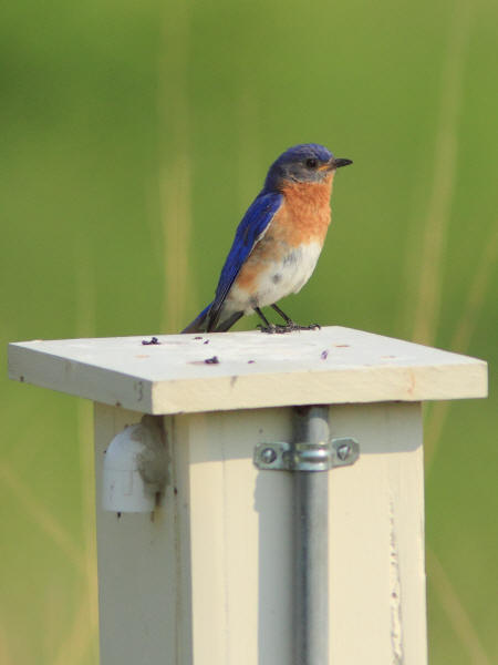 Eastern Bluebird