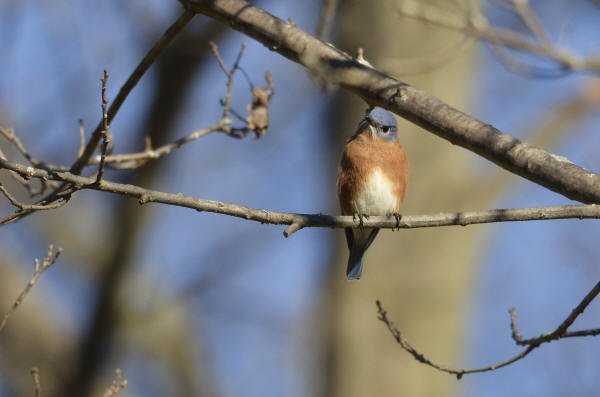 Eastern Bluebird