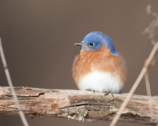 Eastern Bluebird