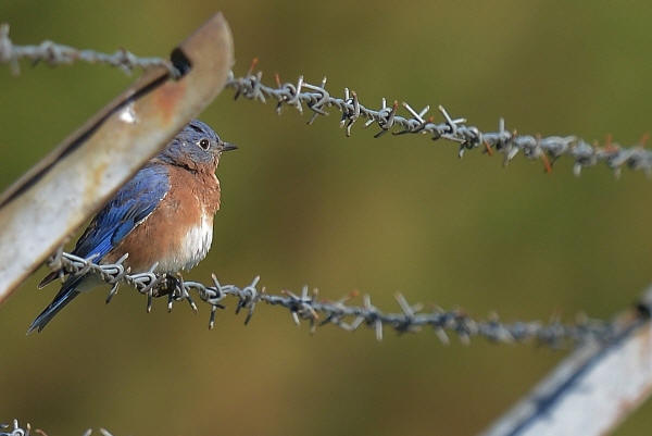 Eastern Bluebird