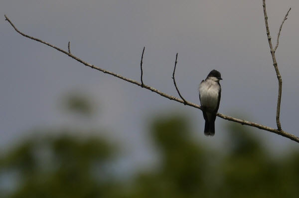 Eastern Kingbird