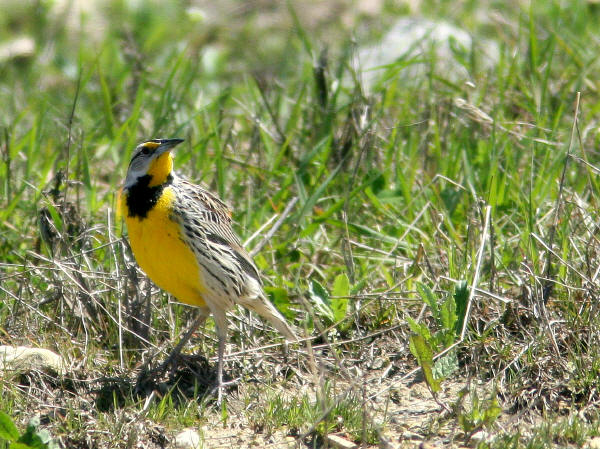 Eastern Meadlowlark