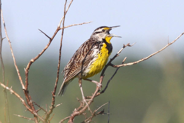 Eastern Meadowlark