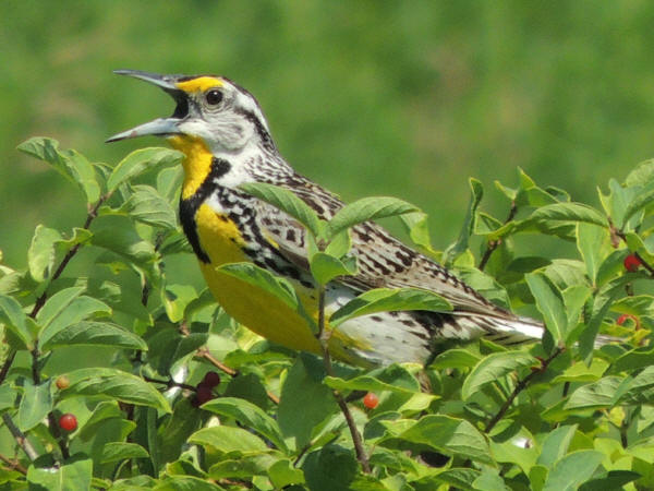 Eastern Meadowlark