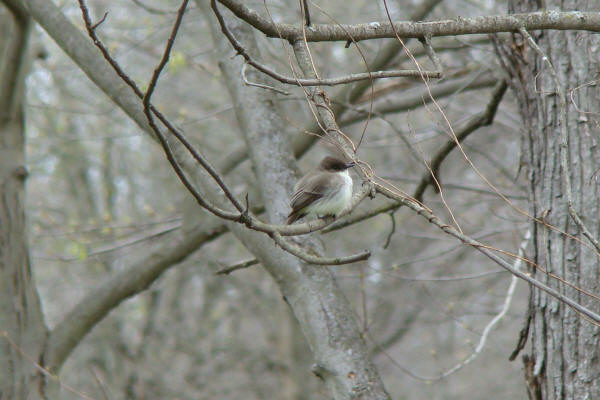 Eastern Phoebe