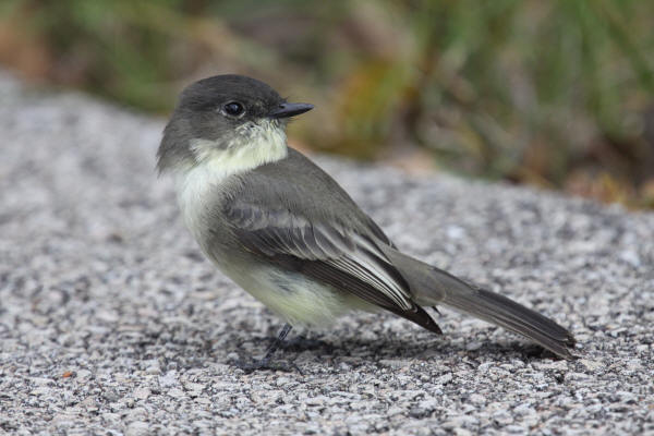 Eastern Phoebe